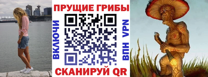 Купить где  Трубчевск  Галлюциногенные грибы Cubensis 